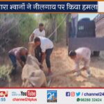Dog-attacked-a-nilgai