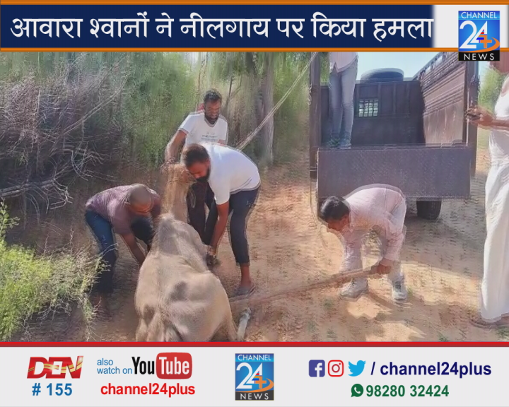 Dog-attacked-a-nilgai